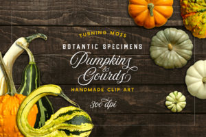 Pumpkins & Gourds – Specimens