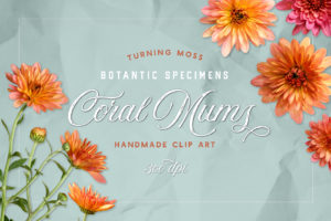 Coral Mums – Botanic Specimens