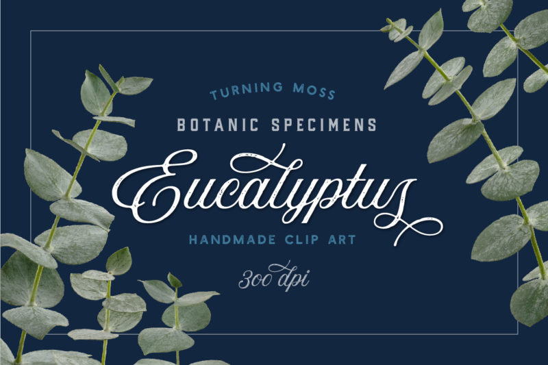 Eucalyptus – Botanic Specimens